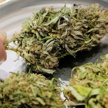 Полицията иззе 7 саксии с марихуана от имот в Жиленци