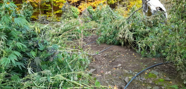 Акция в Кюстендил! Полицията ожъна  1.5 тона канабис в землището на Ново село