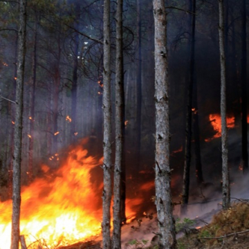Ликвидирани са пожарите в природен парк „Рилски манастир“