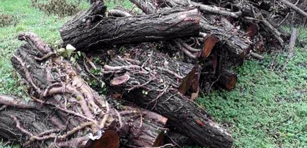 Досъдебно производство за нерегламентирана сеч на дърва в Кюстендил