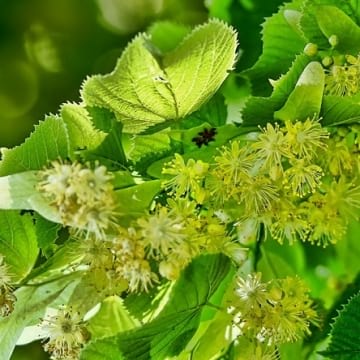 Забраниха брането на липов цвят в Дупница, глобата е до 5 000 лв.